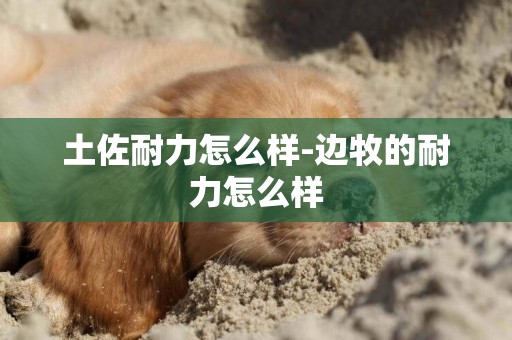 土佐耐力怎么樣-邊牧的耐力怎么樣