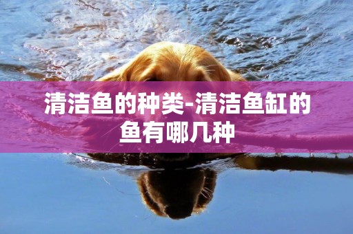 清潔魚的種類-清潔魚缸的魚有哪幾種