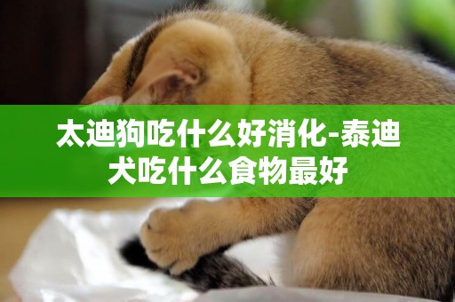 太迪狗吃什么好消化-泰迪犬吃什么食物最好