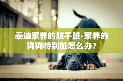 泰迪家養的臟不臟-家養的狗狗特別臟怎么辦？