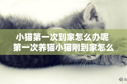 小貓第一次到家怎么辦呢 第一次養貓小貓剛到家怎么辦
