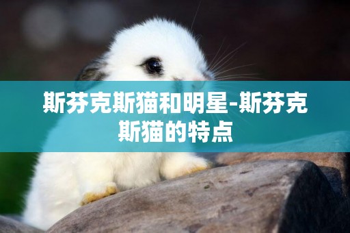 斯芬克斯貓和明星-斯芬克斯貓的特點