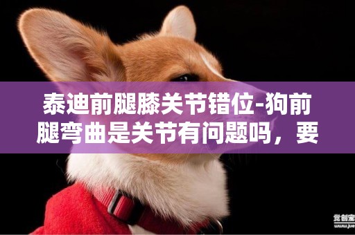 泰迪前腿膝關節錯位-狗前腿彎曲是關節有問題嗎，要怎么辦