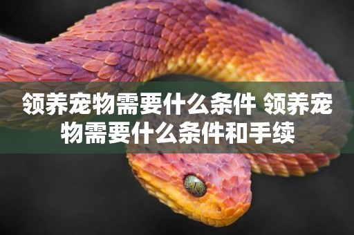 領養寵物需要什么條件 領養寵物需要什么條件和手續