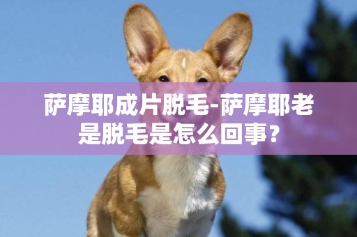 薩摩耶成片脫毛-薩摩耶老是脫毛是怎么回事？