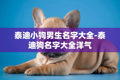 泰迪小狗男生名字大全-泰迪狗名字大全洋氣