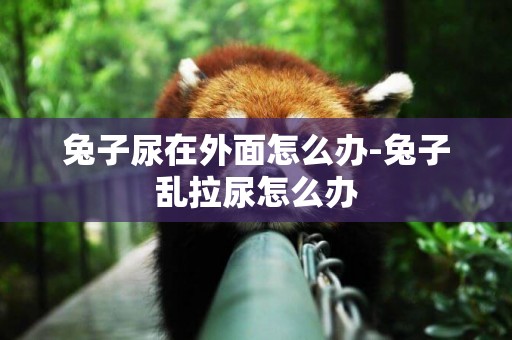 兔子尿在外面怎么辦-兔子亂拉尿怎么辦