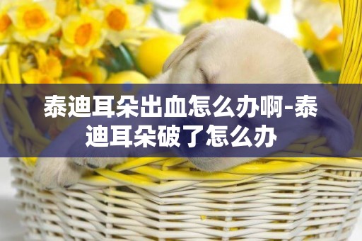 泰迪耳朵出血怎么辦啊-泰迪耳朵破了怎么辦