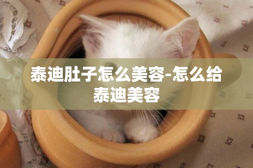 泰迪肚子怎么美容-怎么給泰迪美容