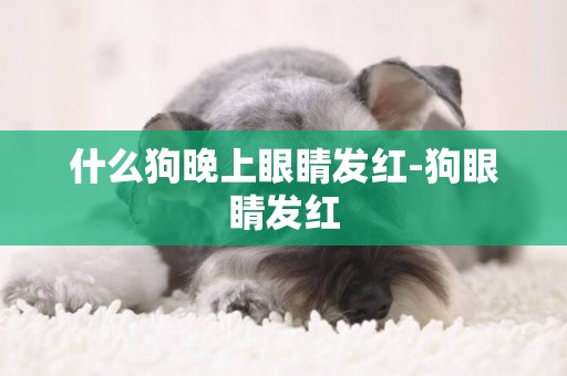 什么狗晚上眼睛發紅-狗眼睛發紅