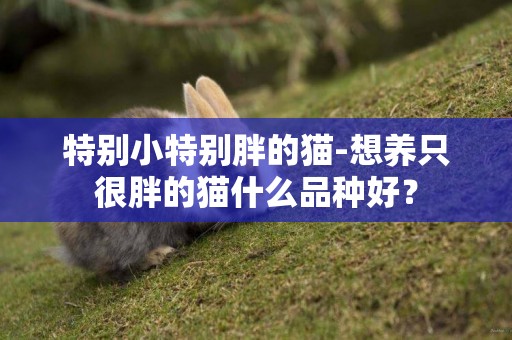 特別小特別胖的貓-想養只很胖的貓什么品種好？