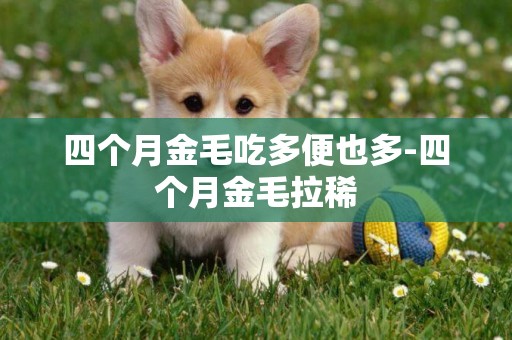 四個月金毛吃多便也多-四個月金毛拉稀