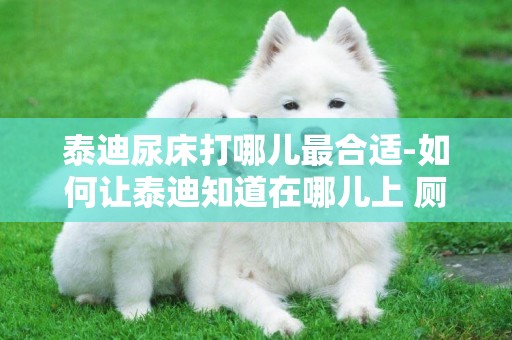 泰迪尿床打哪兒最合適-如何讓泰迪知道在哪兒上 廁所？