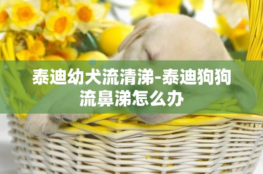 泰迪幼犬流清涕-泰迪狗狗流鼻涕怎么辦