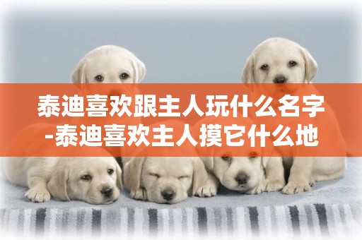 泰迪喜歡跟主人玩什么名字-泰迪喜歡主人摸它什么地方