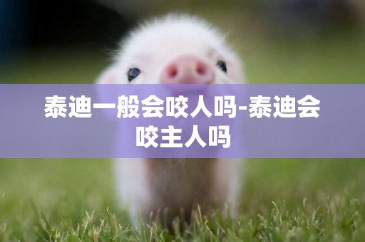 泰迪一般會咬人嗎-泰迪會咬主人嗎