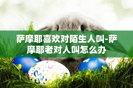 薩摩耶喜歡對陌生人叫-薩摩耶老對人叫怎么辦