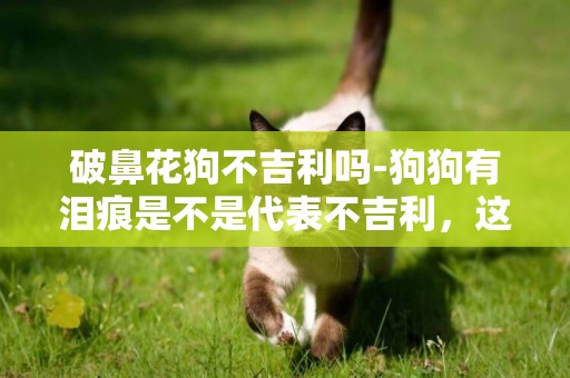 破鼻花狗不吉利嗎-狗狗有淚痕是不是代表不吉利，這種狗是不是不能養。我家狗狗才一個月多
