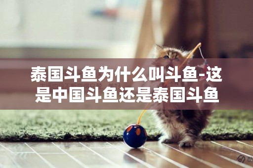 泰國斗魚為什么叫斗魚-這是中國斗魚還是泰國斗魚