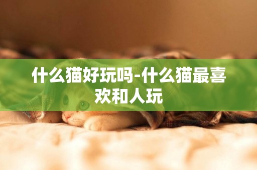 什么貓好玩嗎-什么貓最喜歡和人玩