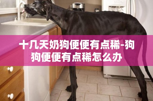 十幾天奶狗便便有點稀-狗狗便便有點稀怎么辦