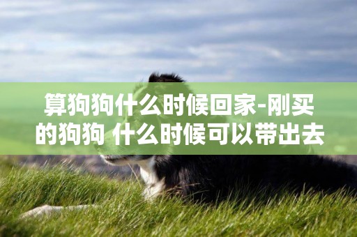 算狗狗什么時候回家-剛買的狗狗 什么時候可以帶出去玩