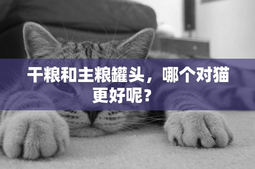 干糧和主糧罐頭，哪個對貓更好呢？ 