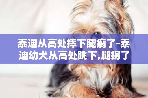 泰迪從高處摔下腿瘸了-泰迪幼犬從高處跳下,腿拐了