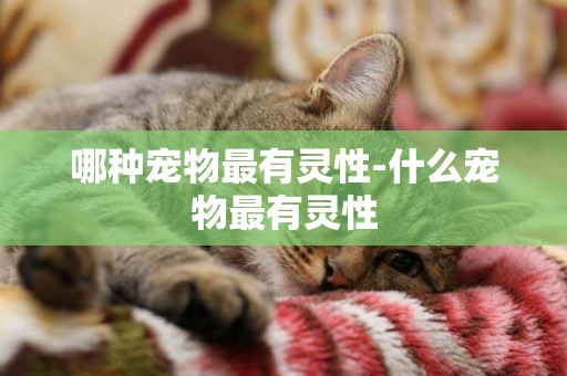 哪種寵物最有靈性-什么寵物最有靈性