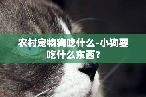 農村寵物狗吃什么-小狗要吃什么東西？