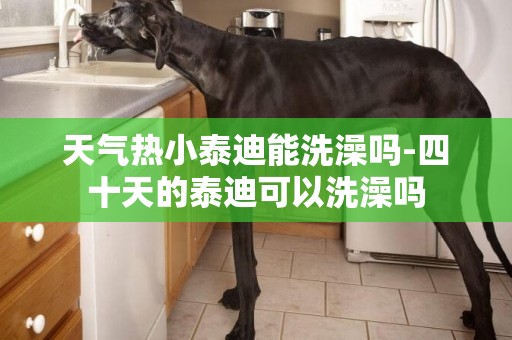 天氣熱小泰迪能洗澡嗎-四十天的泰迪可以洗澡嗎
