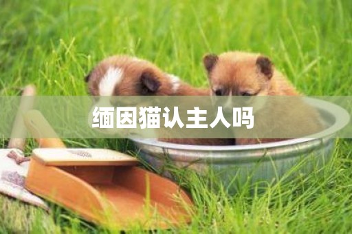 緬因貓認主人嗎 