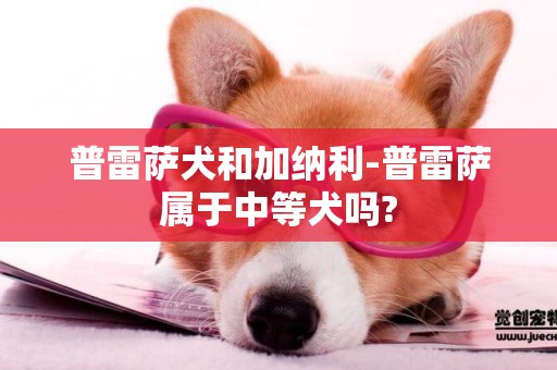 普雷薩犬和加納利-普雷薩屬于中等犬嗎?
