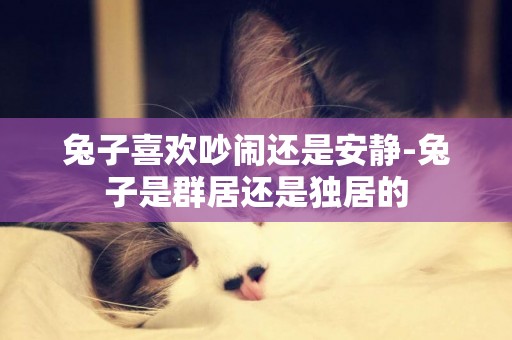 兔子喜歡吵鬧還是安靜-兔子是群居還是獨居的