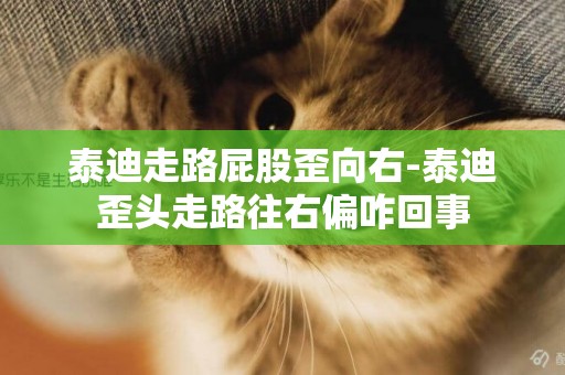 泰迪走路屁股歪向右-泰迪歪頭走路往右偏咋回事