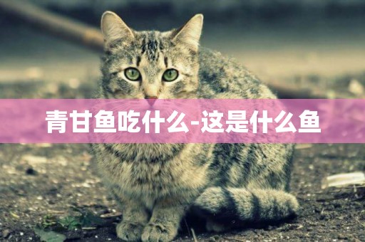 青甘魚吃什么-這是什么魚