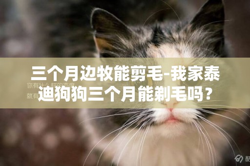三個月邊牧能剪毛-我家泰迪狗狗三個月能剃毛嗎？