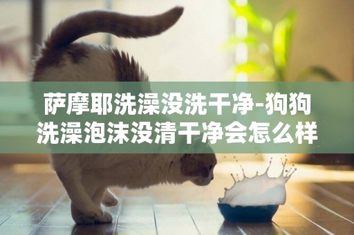 薩摩耶洗澡沒洗干凈-狗狗洗澡泡沫沒清干凈會怎么樣