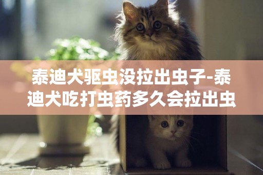 泰迪犬驅蟲沒拉出蟲子-泰迪犬吃打蟲藥多久會拉出蟲?