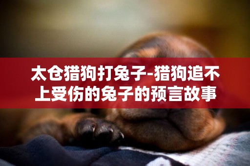 太倉獵狗打兔子-獵狗追不上受傷的兔子的預言故事
