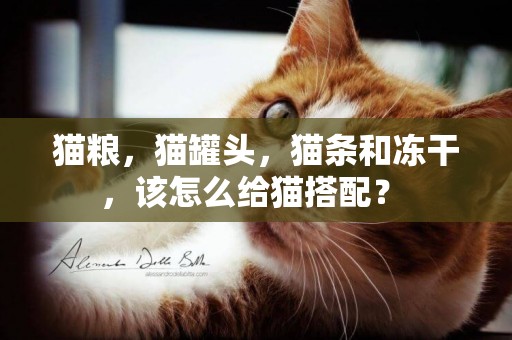 貓糧，貓罐頭，貓條和凍干，該怎么給貓搭配？ 