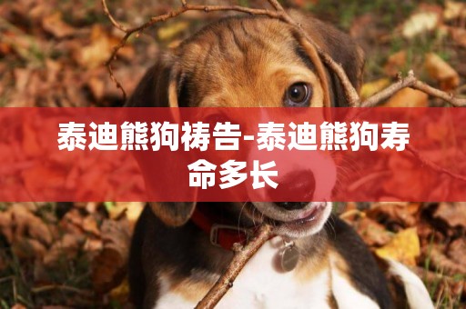 泰迪熊狗禱告-泰迪熊狗壽命多長