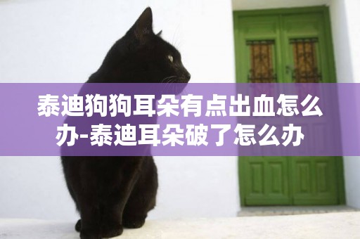 泰迪狗狗耳朵有點出血怎么辦-泰迪耳朵破了怎么辦