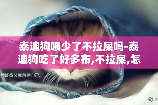 泰迪狗喂少了不拉屎嗎-泰迪狗吃了好多布,不拉屎,怎么辦?