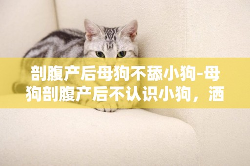 剖腹產后母狗不舔小狗-母狗剖腹產后不認識小狗，灑母狗尿也沒用怎么辦