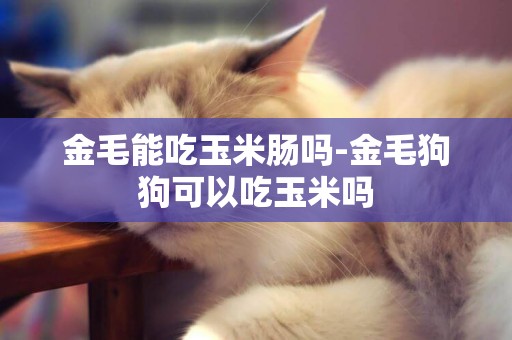 金毛能吃玉米腸嗎-金毛狗狗可以吃玉米嗎