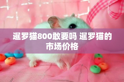 暹羅貓800敢要嗎 暹羅貓的市場價格