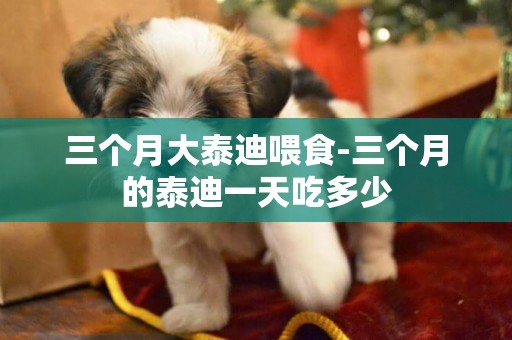 三個月大泰迪喂食-三個月的泰迪一天吃多少