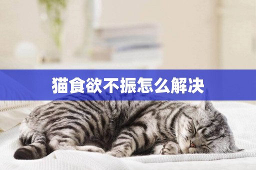 貓食欲不振怎么解決