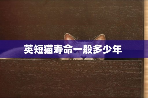 英短貓壽命一般多少年 